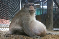 Morbidly obese Thai monkey placed on strict diet after years gorging on junk food
