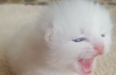 Three kittens dumped in Cork recycling bin saved by girl who heard their cries for help