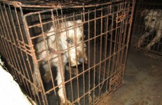 Seven dogs had to be put down after being found in 'deplorable' conditions