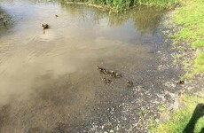 The Limerick Fire Brigade came across a group of ducklings in the city and released them back into the wild