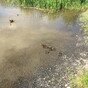 The Limerick Fire Brigade came across a group of ducklings in the city and released them back into the wild