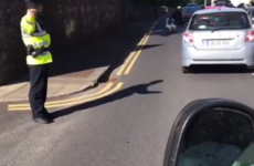 Gardaí in Sligo had to direct traffic around two swans and their babies in Sligo yesterday