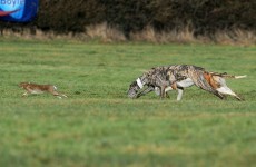 Opposition TDs propose laws to ban hare coursing