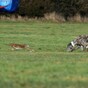 Opposition TDs propose laws to ban hare coursing