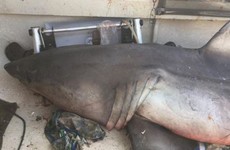 'I was stunned': Elderly fisherman injured as great white shark leaps into boat