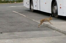 The real story behind the photo of a hare 'with a cigarette in its mouth' at Dublin Airport