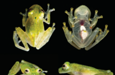 A new species of frog wears its heart on its skin
