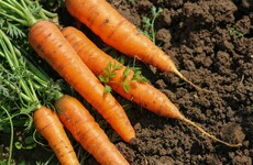 Gardening column: Growing carrots in the veg patch and roasting radishes in the kitchen