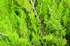 Gardaí say prickly hedges can help prevent burglaries