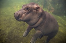 It's impossible to not fall in love with this Twitter-famous baby hippo