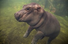 It's impossible to not fall in love with this Twitter-famous baby hippo