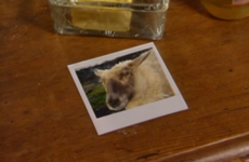 Scientists work out how you can tell if a sheep's sad - just look at their faces