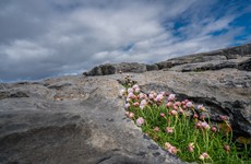 A new project is saving the unique landscape of the Burren