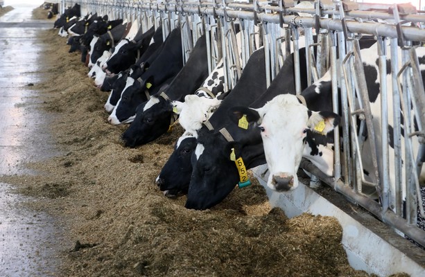 The average Irish dairy farmer earned €52,000 last year but their ...