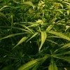 Gardaí seize 'up to 100 cannabis' plants from Laois house