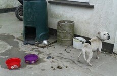 Tipperary man admits to neglecting old bull terrier who had to be put down