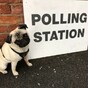 Once again the adorable #DogsAtPollingStations hashtag is the best thing about UK election day