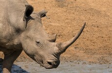 Rhino kills conservationist in Rwanda