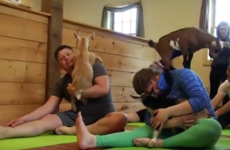 'Goat yoga' is a real thing - the craze is sweeping the US