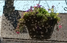A swarm of bees swept through Midleton's main street today
