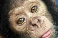 It's Friday so here's a slideshow of chimpanzees from around the world