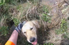 Coast Guard rescues golden retriever trapped 15ft down a cliff in Sutton