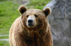 Teenager who was killed by bear sent text to his family while being chased