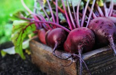 Gardening: Pick your beetroot early for summer salads and slaws