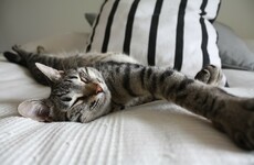 Poll: Should a pet sleep in your bed with you?