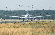 Dublin Airport is looking for better ways to scare off birds