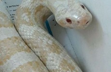 Are you missing a reptile? This 3 foot long, albino corn snake was found up a tree in Ballybrack