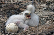 Shape of bird eggs related to their ability to fly - study