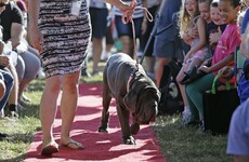 Martha the Mastiff is the world's ugliest dog