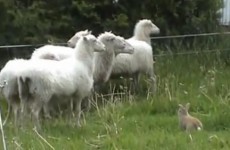 Video: Watch a sheep-herding bunny in action