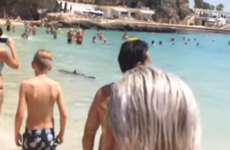 Shark that sparked panic among tourists in Mallorca captured