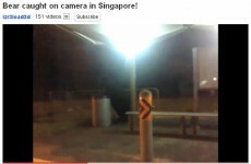 Viral ad campaign accidentally sparks bear search (Video)