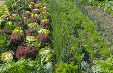 July Gardening: 'This is the start of a super-abundant period in the veg patch'