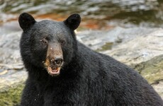 Experts bewildered by ‘lightning strike’ surge in fatal bear attacks in Alaska