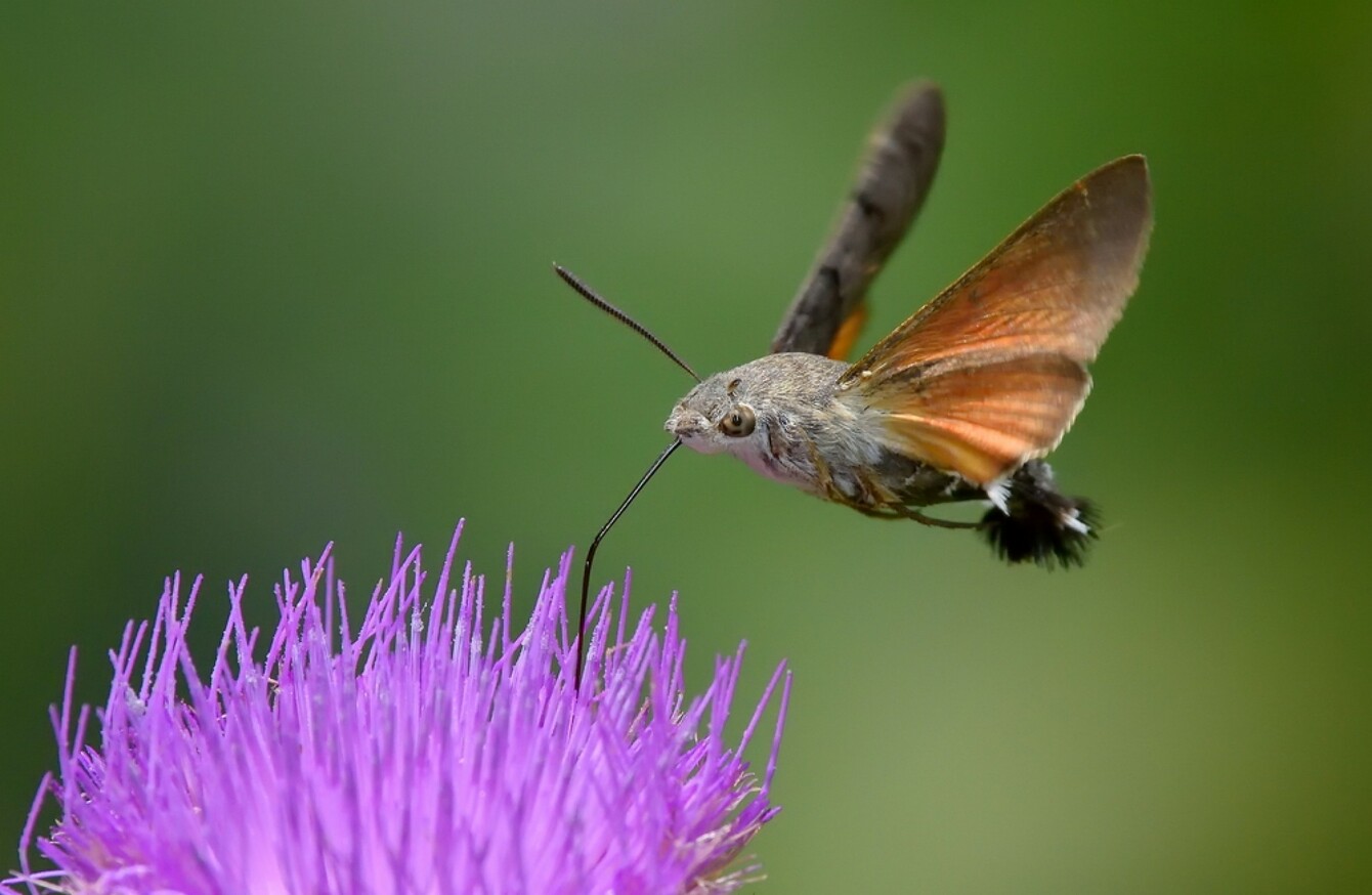 Irish people reporting sightings of hummingbirds that are actually moths