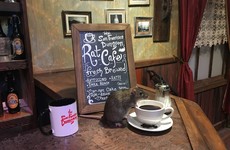 'They're very affectionate': Rat cafe opens in San Francisco
