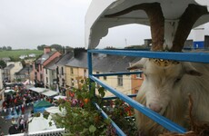 'From Puck Fair to the Cork Jazz, our festivals are dependent on the drinks industry'
