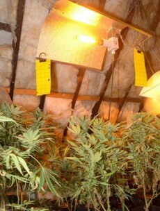 Man in his 60s arrested after discovery of 'sophisticated' cannabis growhouse worth €350,000 in Kerry