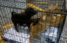These dogs were seized today at Dublin Port because they had no passports