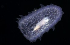 Scientists baffled by appearance of pink sea creatures off Alaska
