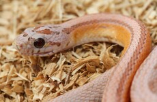 There have been sightings of a snake on the loose in Meath