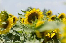 'Sunflowers literally follow the sun across the horizon, only to turn back and face east by sunrise'