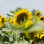 'Sunflowers literally follow the sun across the horizon, only to turn back and face east by sunrise'
