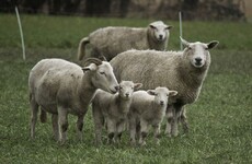 'This was quite a brutal act': Sheep ears cut off in violent Co Down attack