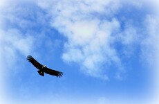 Dublin family to stay in their home after vulture fund's repossession case is struck out