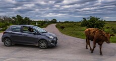Cars for beef: Japan and the EU have signed a 'huge' trade deal but not everyone's happy